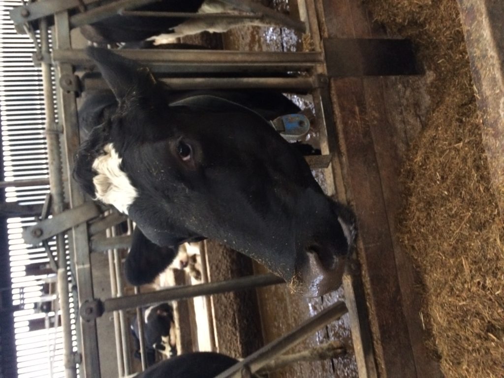 Dairy cow eating silage
