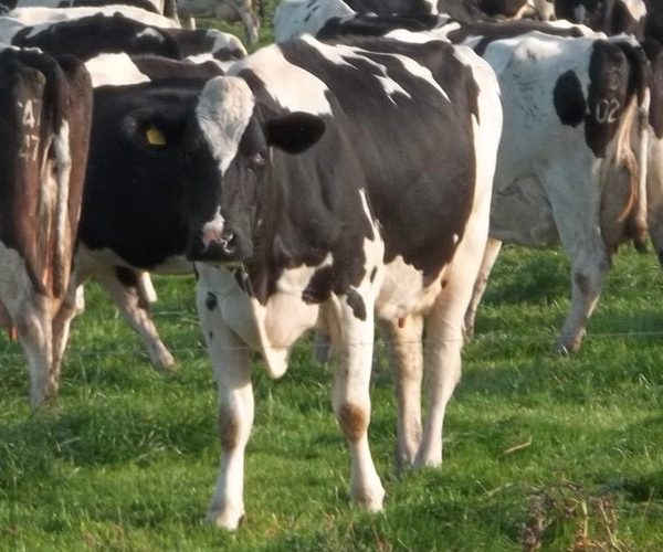 Dairy