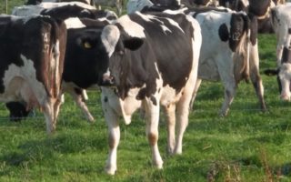 Dairy Herd Resilience