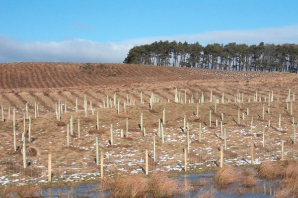 Newly planted farm woodland on a sloping field.