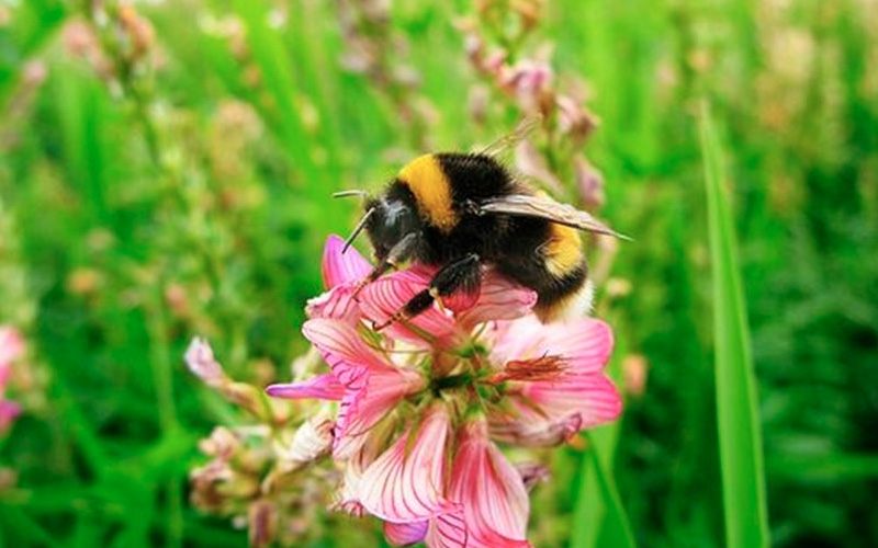Honeybee Group