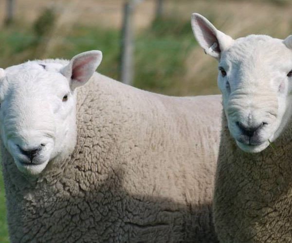 Sheep