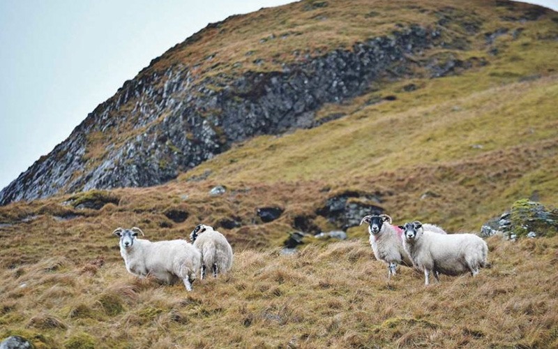 Smallholders