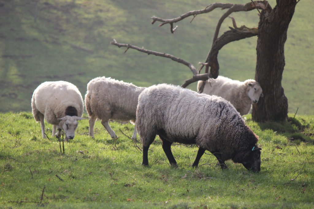 Sheep grazing near a tree