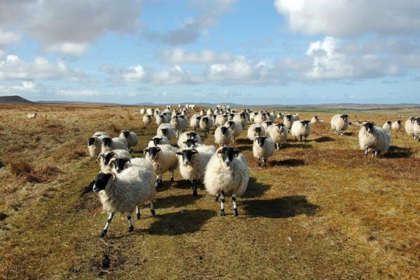 Islay Sheep Islay Sheep