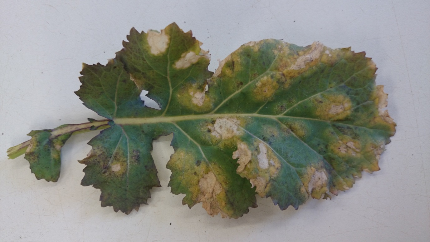 A leaf showing extensive damage from light leaf spot, which can often be hard to differentiate from other forms of leaf damage