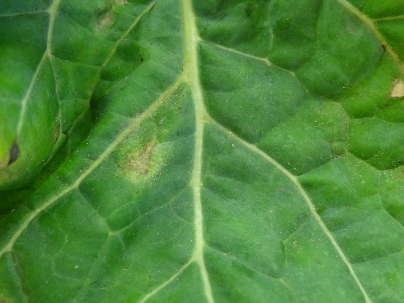 Light leaf spot after 48 hours incubation which brings out the classic ‘salt-like’ white spores