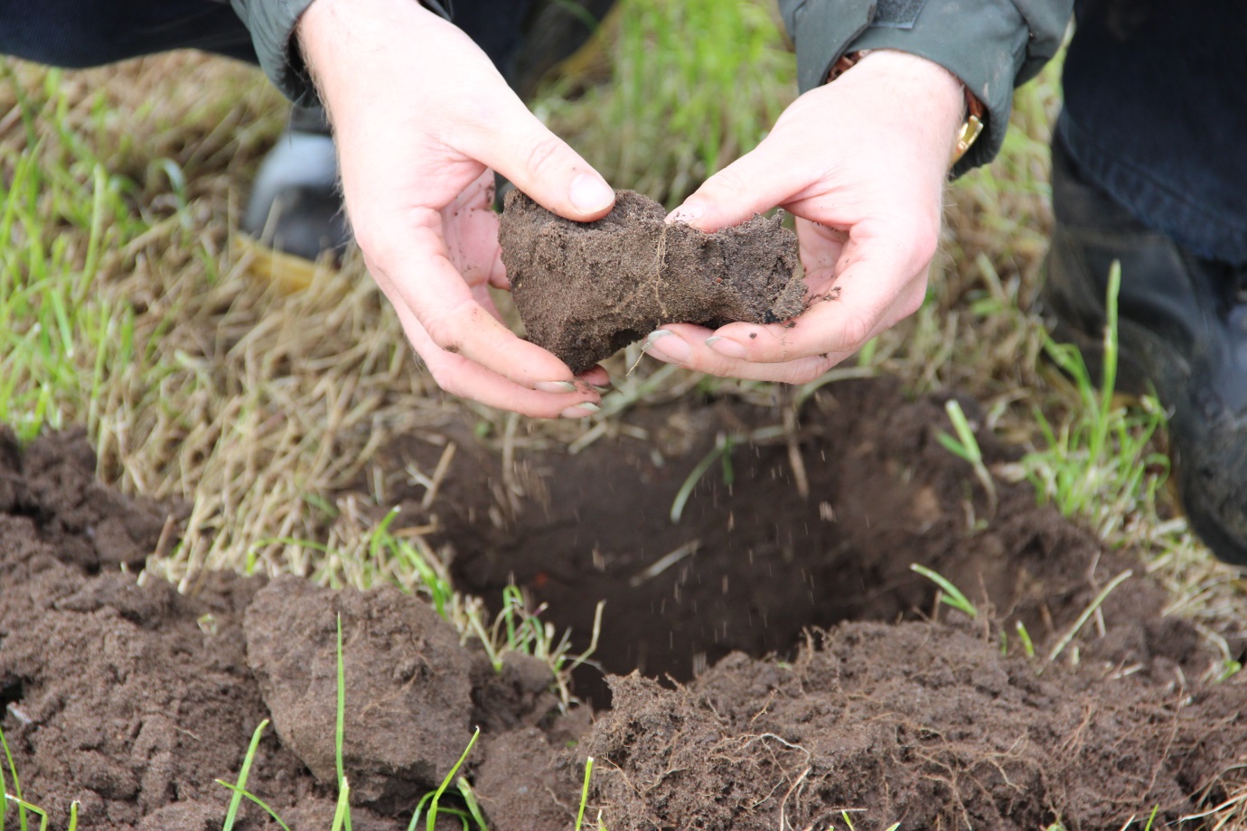 A friable soil with good numbers of earthworms and the right balance of nutrients combines the physical, biological and chemical factors needed for a healthy soil and a healthy crop.