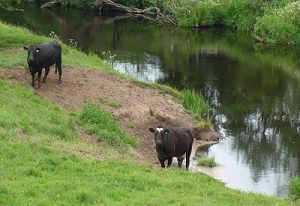 Cattle at a drinking place leading into a watercourse