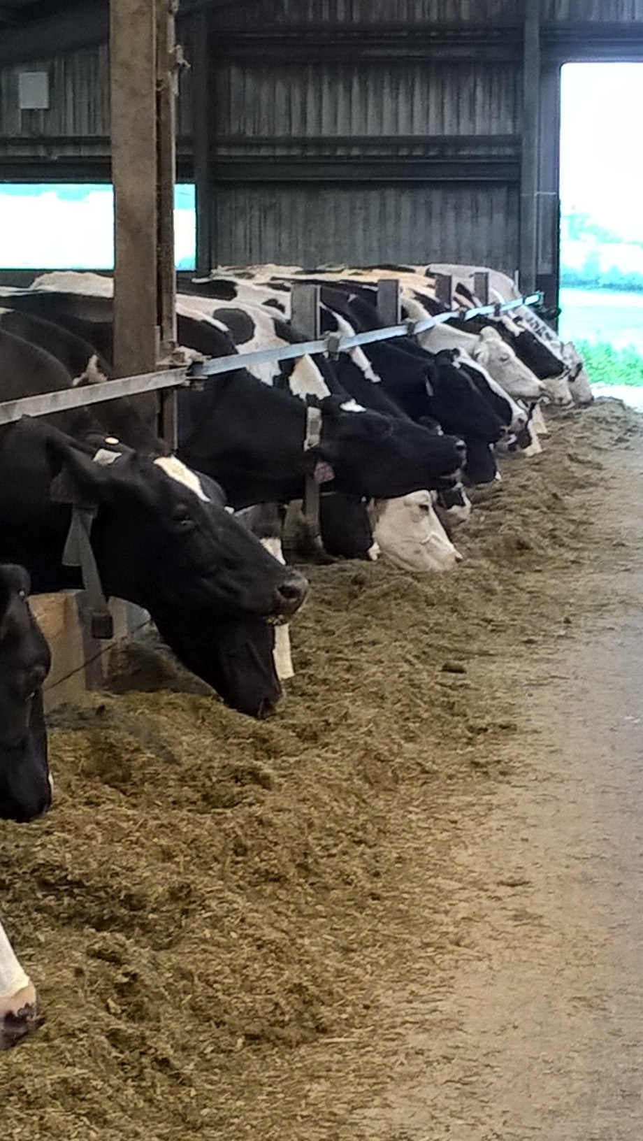 Culling Within The Dairy Herd | Helping farmers in Scotland | Farm Advisory  Service