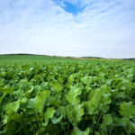 forage crops forage crops