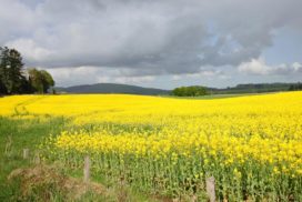 field of yellow oilseed rape plants