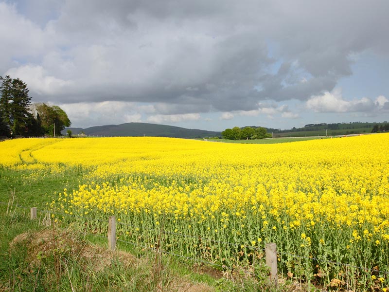 field of yellow oilseed rape plants