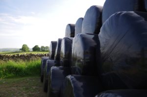 Silage bales stacked