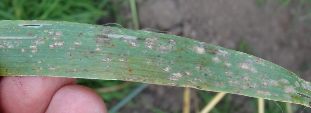 Mildew and brown rust (shown above) along with net blotch  and Rhynchosporium are relatively common in barley crops going into the winter and crops should be monitored in the spring to see if early treatment is required 