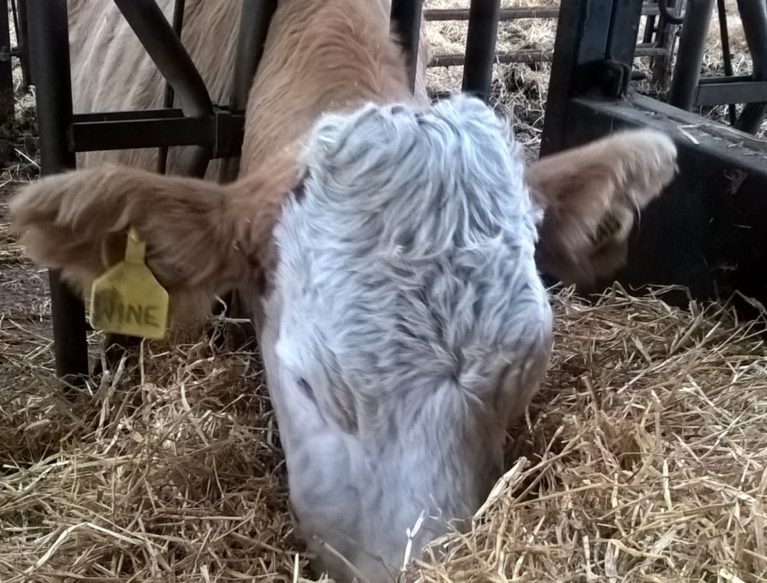 Cow eating straw