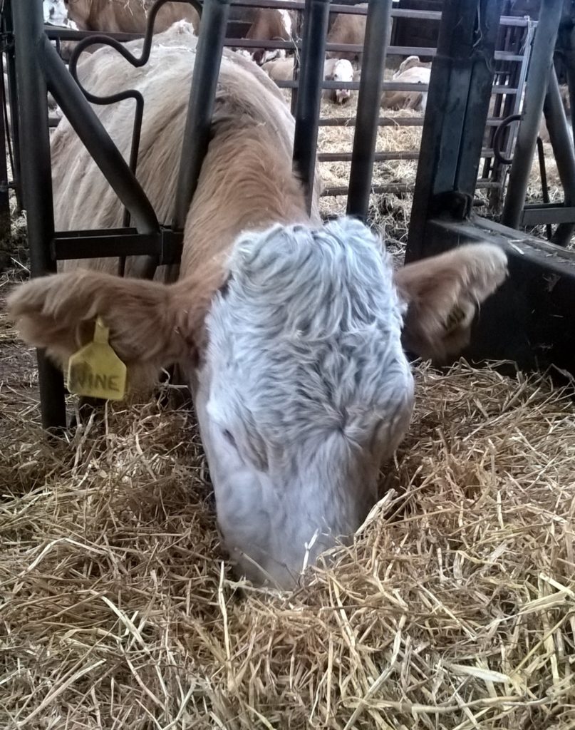 Cow eating straw