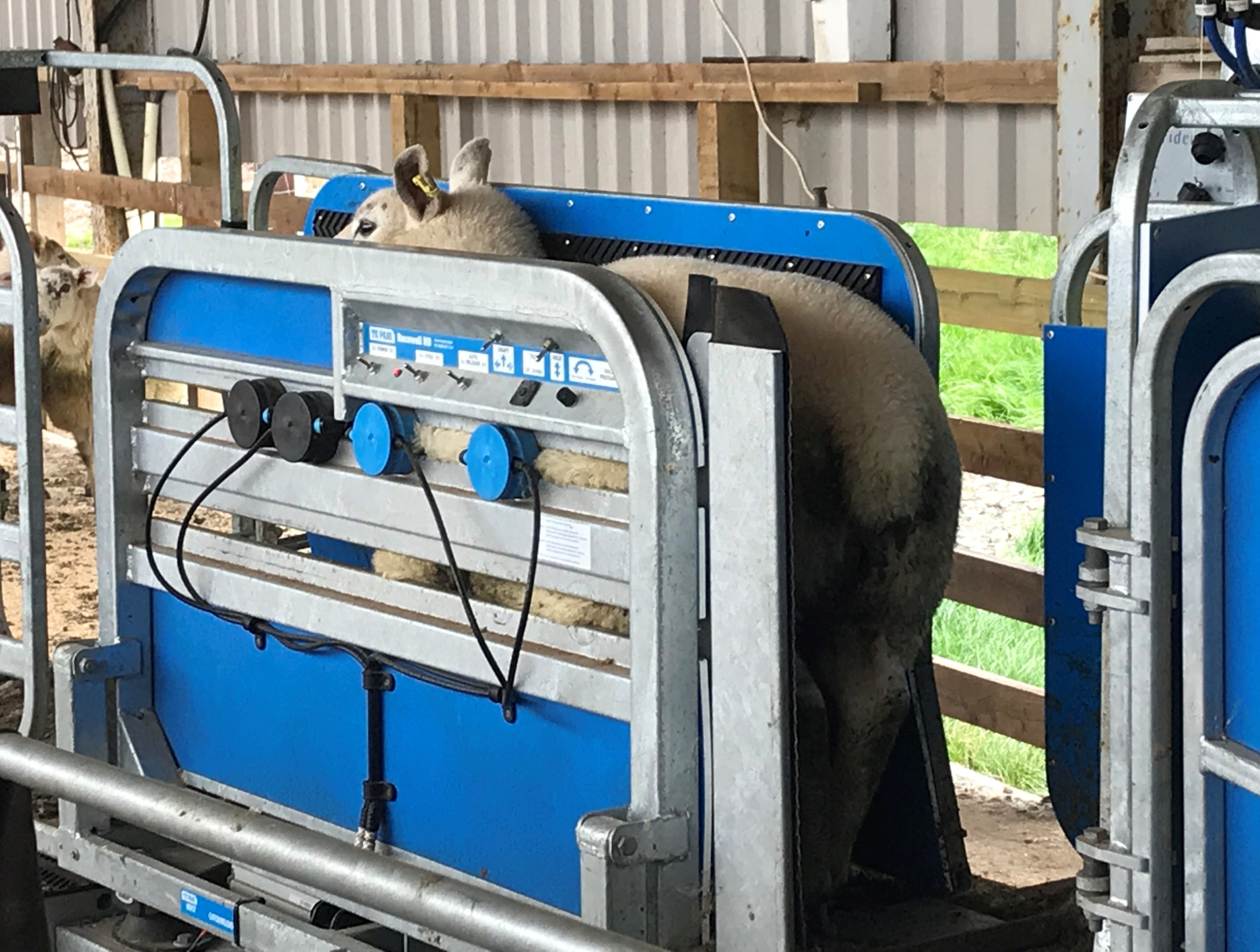 Handling sheep