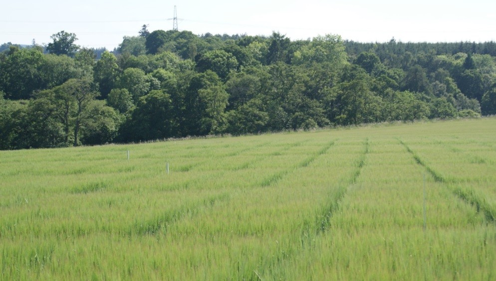 Testing of new barley varieties with improved disease resistance is one aspect of crop research which can help growers reduce their reliance on pesticides – seen here at the SRUC East Lothian trials site