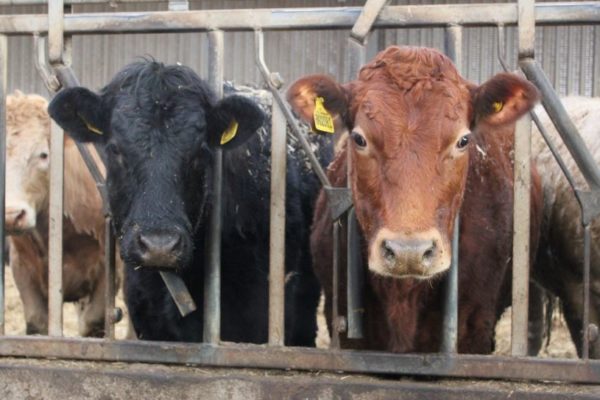 Two cattle at feed barrier