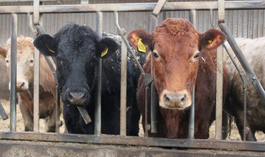 Two cattle at feed barrier