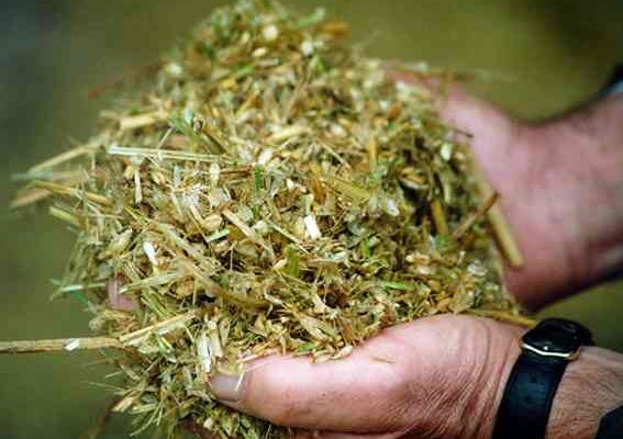 Cracked Wholecrop Wheat