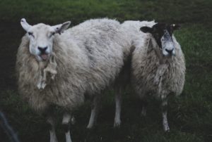 Two ewes