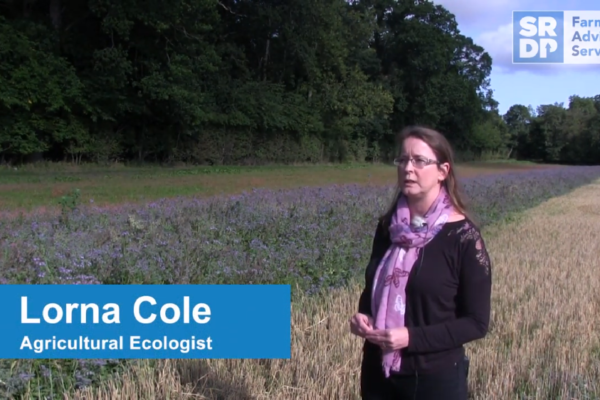 Agricultural ecologist Dr Lorna Cole standing in a field beside a strip of pollinator friendly plants to benefit an arable farm