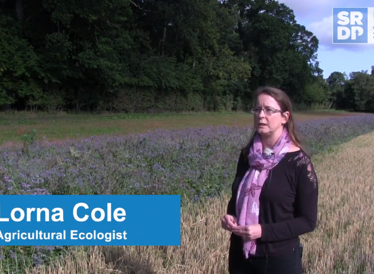 Agricultural ecologist Dr Lorna Cole standing in a field beside a strip of pollinator friendly plants to benefit an arable farm