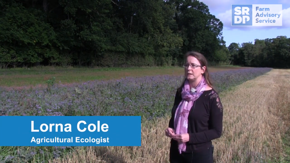 Agricultural ecologist Dr Lorna Cole standing in a field beside a strip of pollinator friendly plants to benefit an arable farm