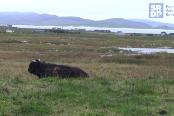 a cow lying in grassland next the shore