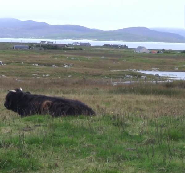 a cow lying in grassland next the shore