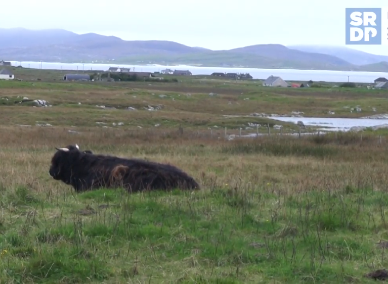 a cow lying in grassland next the shore