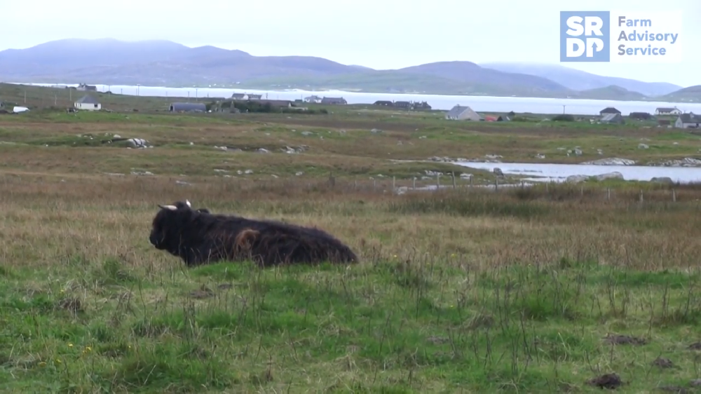 a cow lying in grassland next the shore