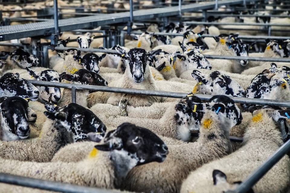 Blackface sheep in holding pens at market