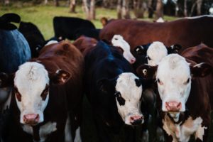 cows in field