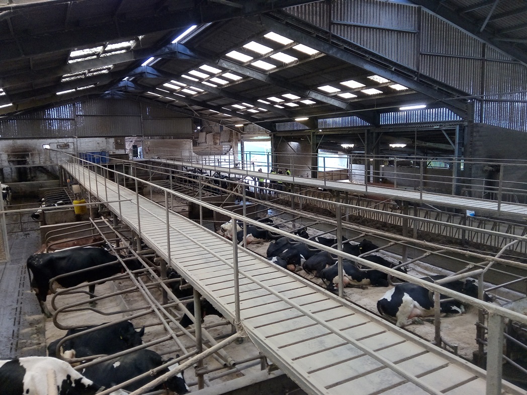 Dairy cows lying in cubicle shed