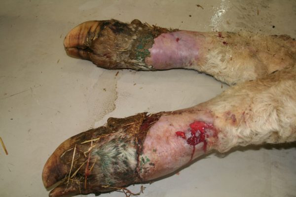 Ergot Poisoning Identified | Helping farmers in Scotland | Farm