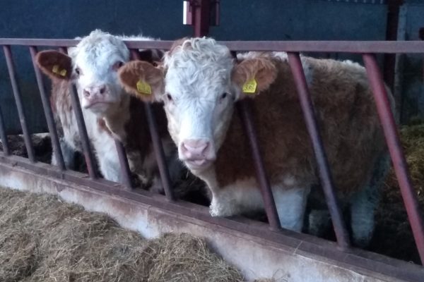Two cows at feed barrier