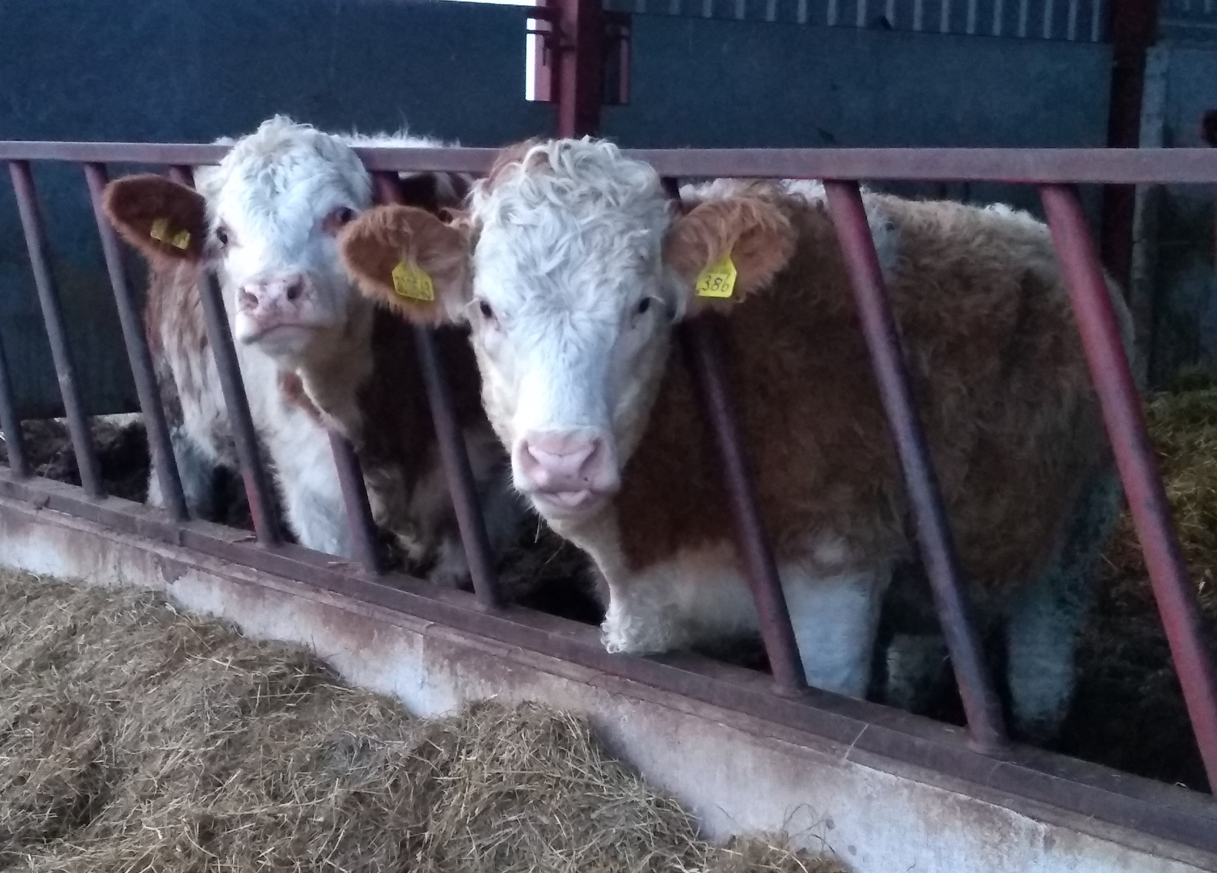 Two cows at feed barrier