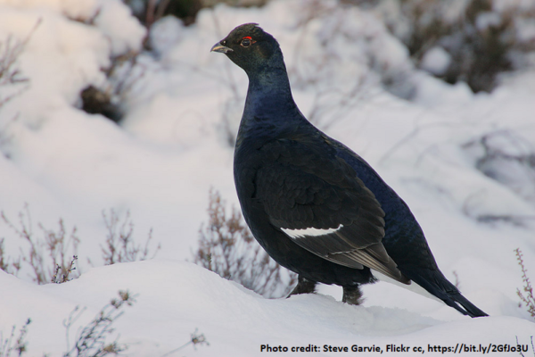 A black grouse in the snow. Photo Credit to Steve Garvie, Flickr cc, https://bit.ly/2GfJo3U