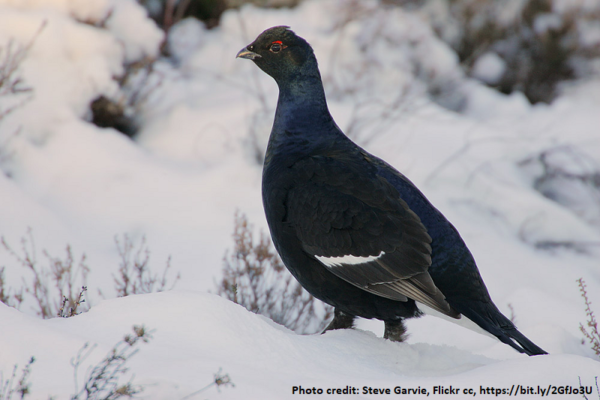 Black Grouse A black grouse in the snow. Photo Credit to Steve Garvie, Flickr cc, https://bit.ly/2GfJo3U