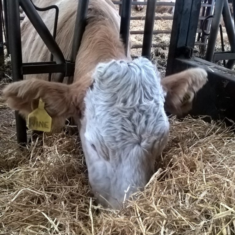 Cow eating straw
