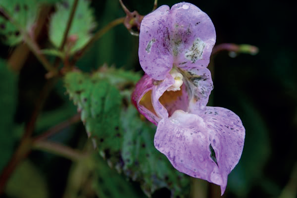 Himalayan Balsam flower