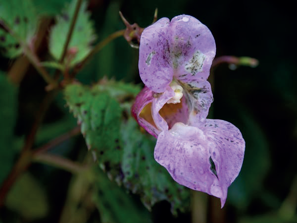 Himalayan Balsam flower