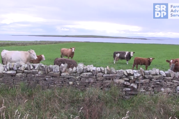 cattle in a field by the shore at Midgarth Farm, the host farm for Orkney's Soil & Nutrient Network.