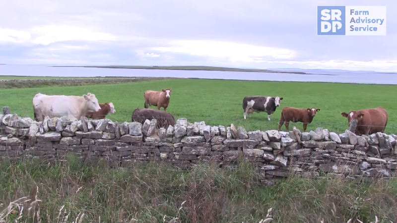 cattle in a field by the shore at Midgarth Farm, the host farm for Orkney's Soil & Nutrient Network.