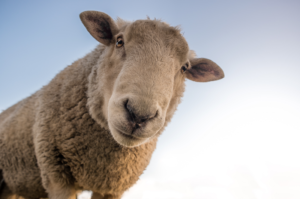 Sheep looking down into camera lens