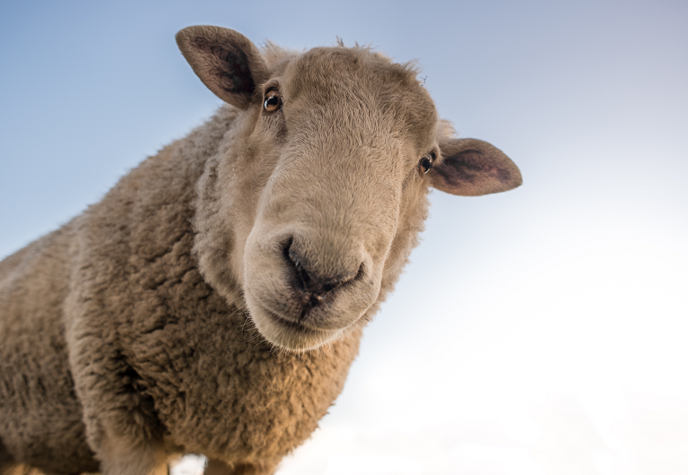 Sheep looking down into camera lens