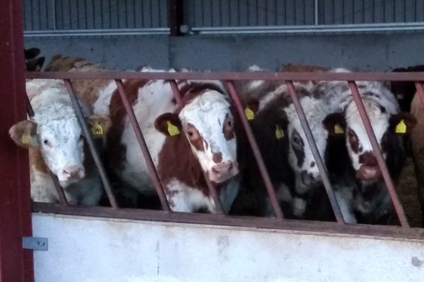 Cattle at feed barrier